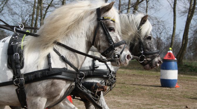 Geslaagde clubdag